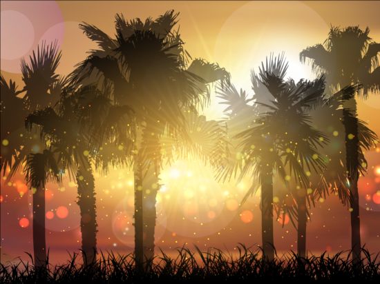 trees sunset summer palm background 