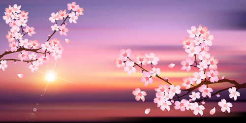 sunset sakura background 