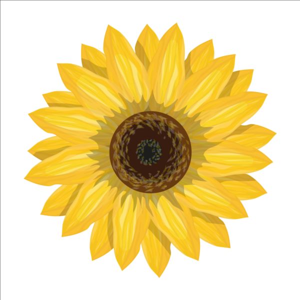 sunflower Simlpe 