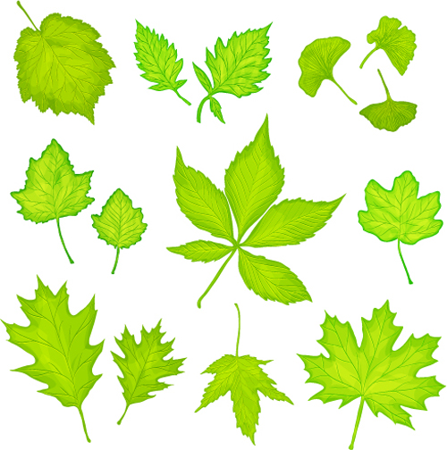 maple leaves ginkgo 