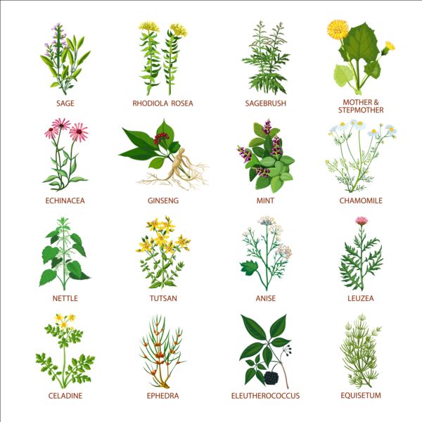 plants illustration different 