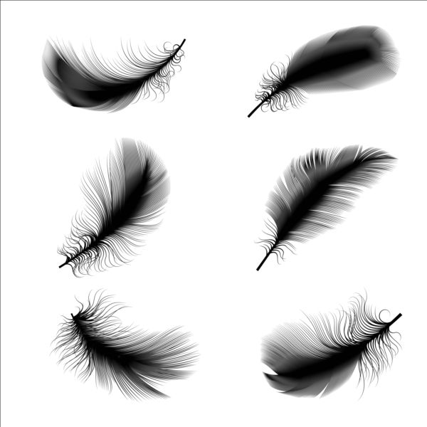 illustration feathers black 