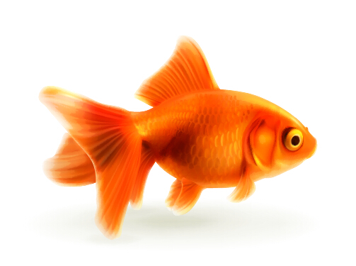 red goldfish 