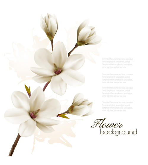 white magnolia flower background 