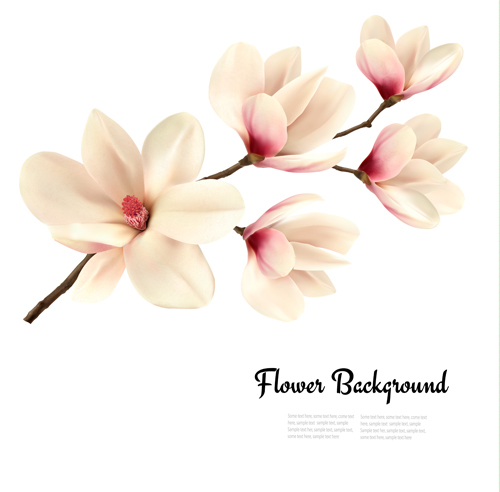 white magnolia flower background 