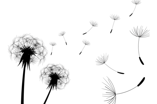 illustration dandelion black 