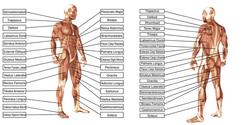 structure Human graphic 