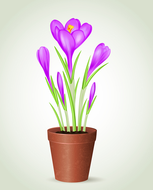 purple flowerpot flower 