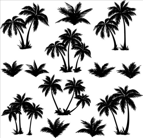 tree silhouetter palm 