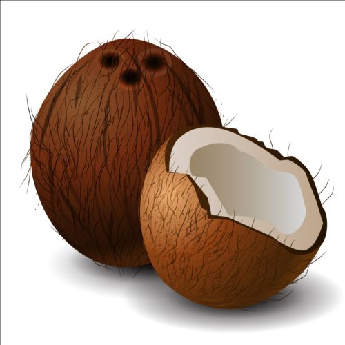 realistic illustration coconut 