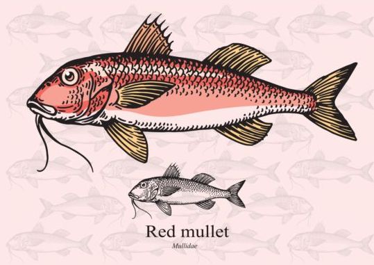 red Mullet fish 