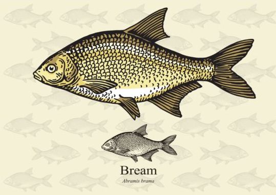 fish Bream 