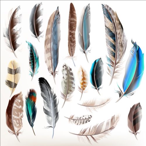 Various feathers dird 