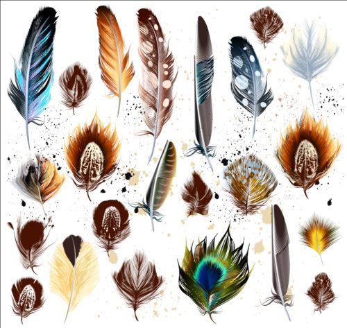 Various feathers dird 