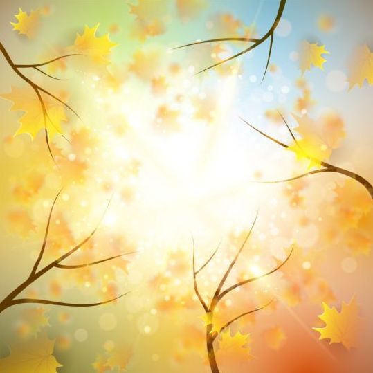 tree sunlight leaves background autumn 
