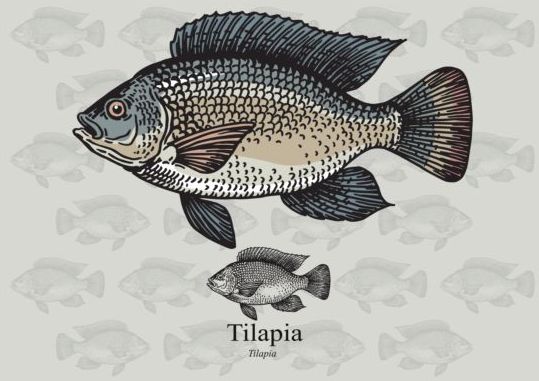 Tilapia fish 