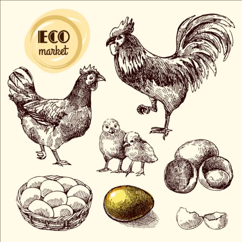poster hand eggs drawn chicken 