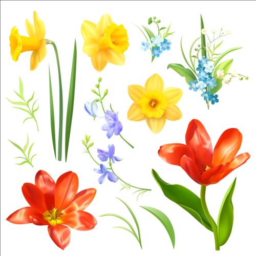 Various spring flower 