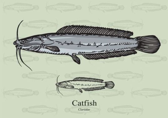 fish Catfish 