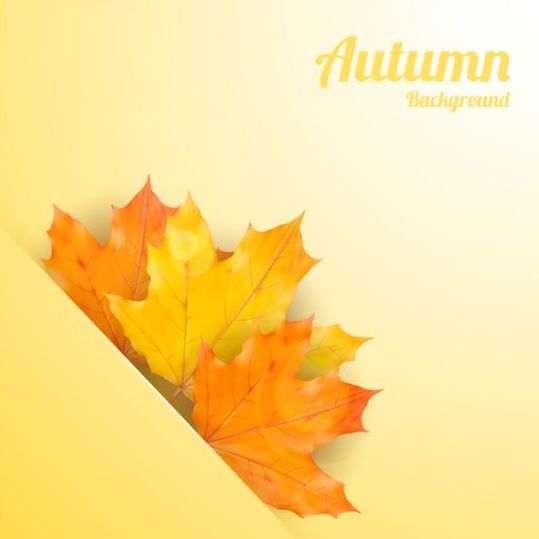 maple leaves background autumn 