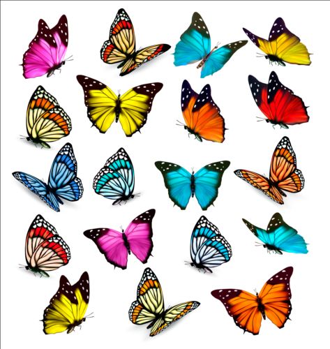 illustration colorful collection butterflies 