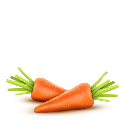 realistic carrot 