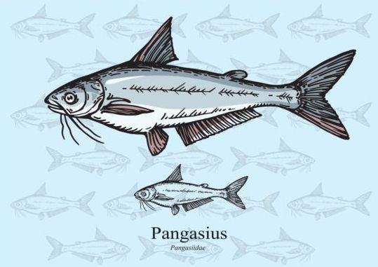 Pangasius fish 