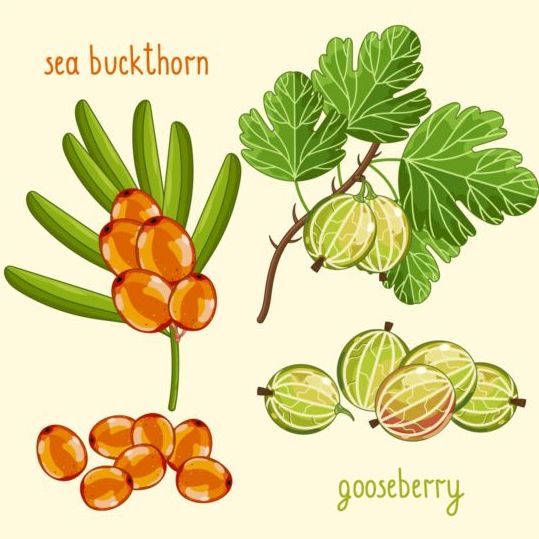 name fruit 