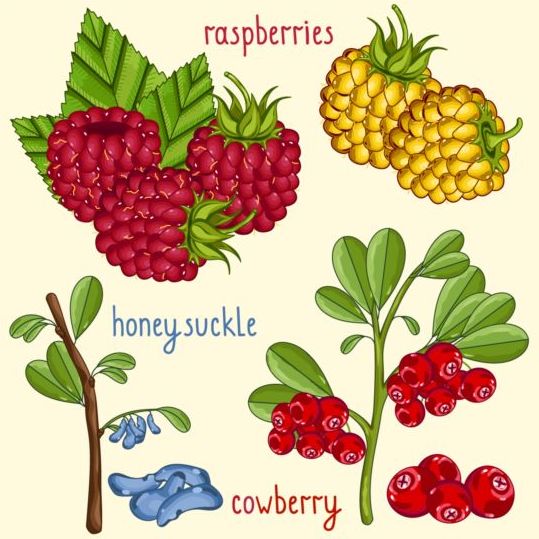 name fruit 