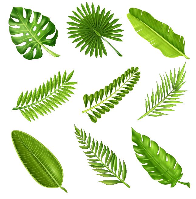 tropical plant leaves 