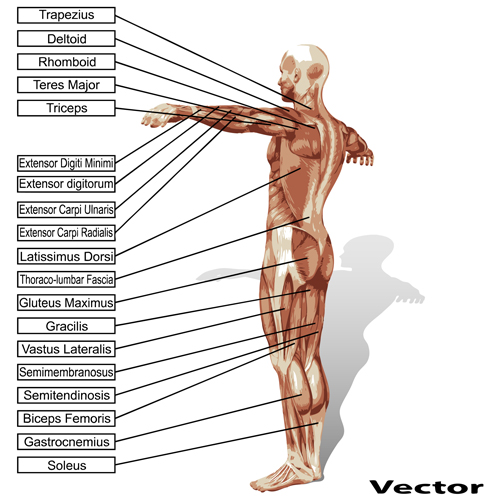 structure Human graphic 