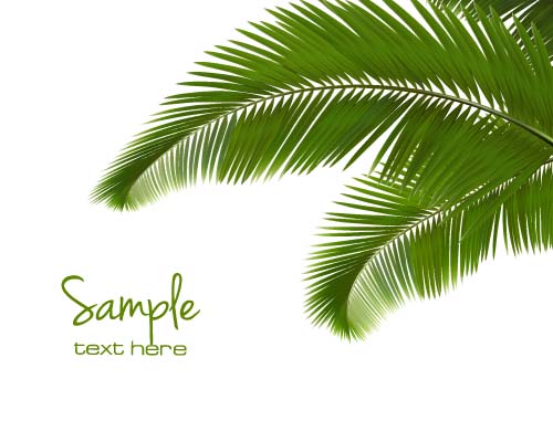 palm leaves green 