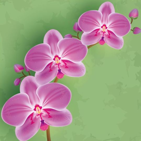 orchid grunge green flower 