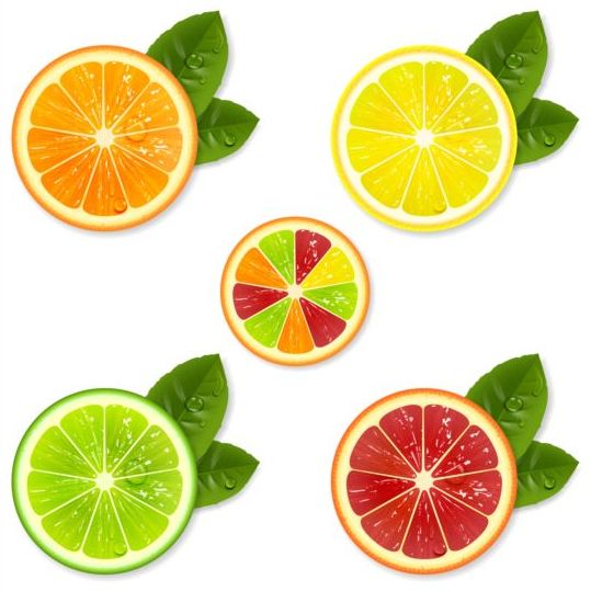 illustration fruit citrus 