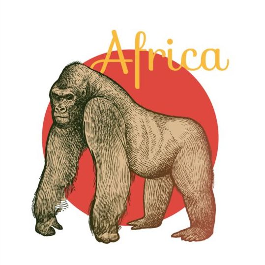 orangutan africa 