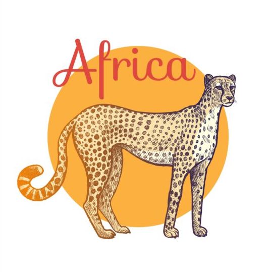 leopard africa 