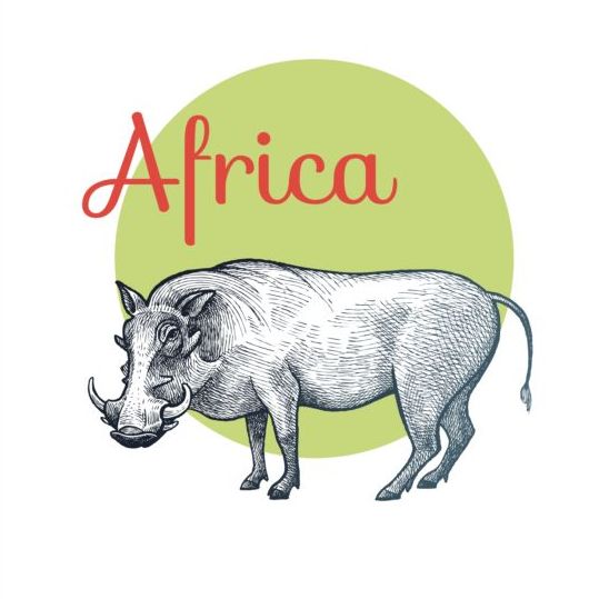 Rhinoceros africa 