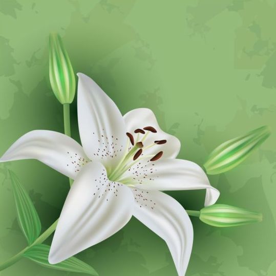 lily grunge green flower 