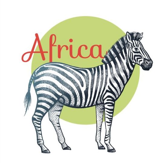 zebra africa 